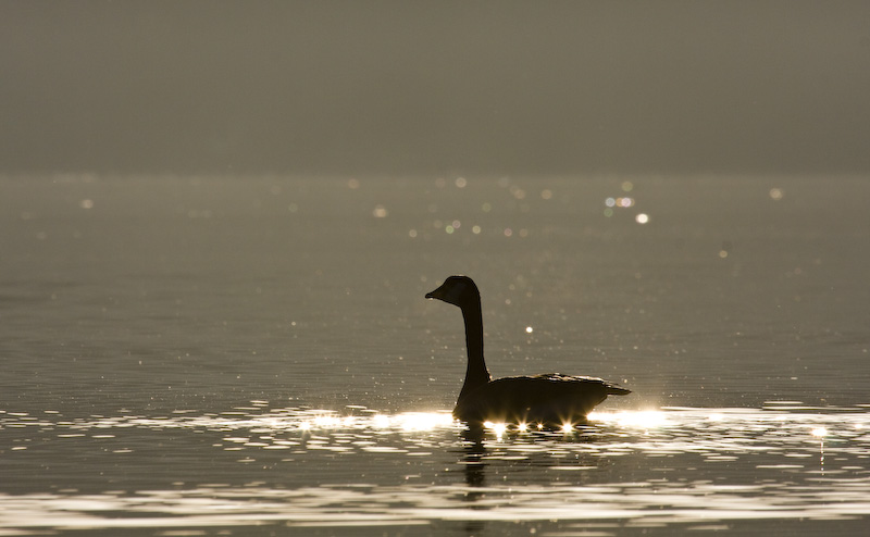 Silhouette Of Canadian Goose On Lake Sammamish